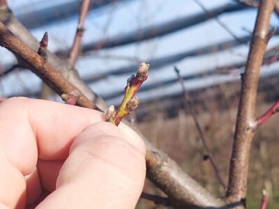 Zasad breskve Zasad breskve