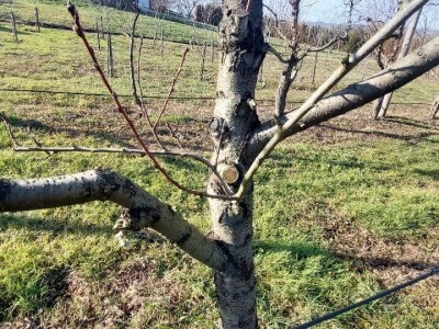 Zasad breskve Zasad breskve