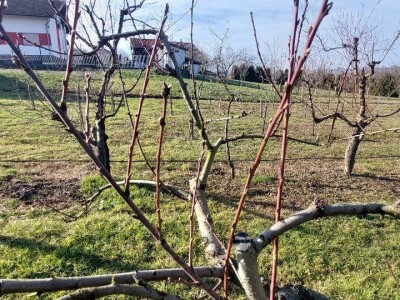 Zasad breskve Zasad breskve