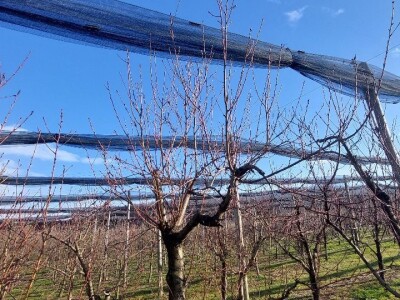 Zasad breskve Zasad breskve