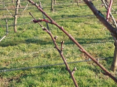 Zasad breskve Zasad breskve