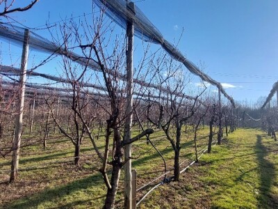 Zasad breskve Zasad breskve