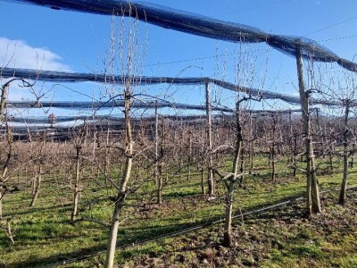 Zasad breskve Zasad breskve