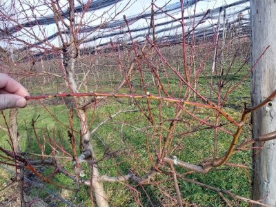 Zasad breskve Zasad breskve