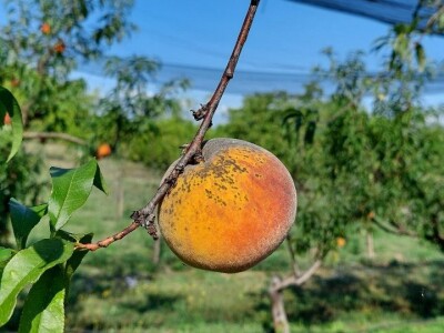 Zasad breskve kod Ilije Mijatovića Zasad breskve kod Ilije Mijatovića