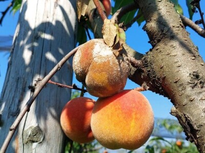 Zasad breskve kod Ilije Mijatovića Zasad breskve kod Ilije Mijatovića