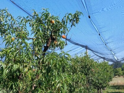 Zasad breskve kod Ilije Mijatovića Zasad breskve kod Ilije Mijatovića