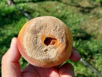 Zasad breskve kod Ilije Mijatovića Zasad breskve kod Ilije Mijatovića