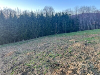 Zasad Đorđa Milanovića u Popovcu Zasad Đorđa Milanovića u Popovcu