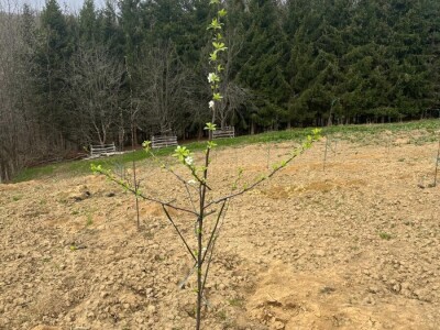 Zasad Đorđa Milanovića u Popovcu Zasad Đorđa Milanovića u Popovcu