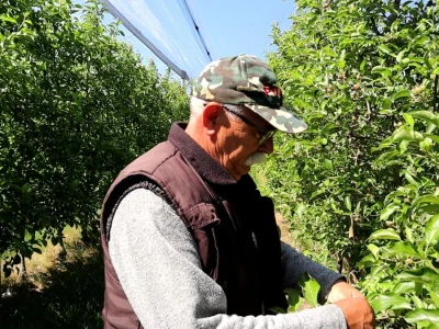 Zasad jabuke