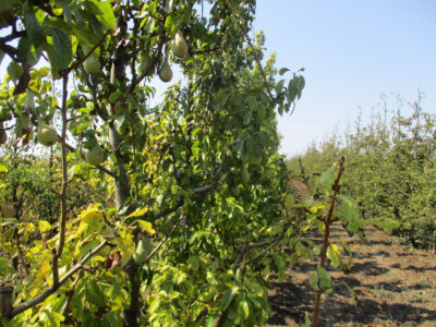 umesto-ocekivanih-15-tona-ove-godine-svega-4