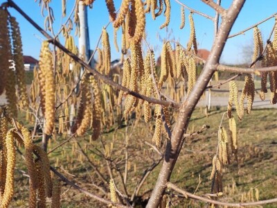 Zasad lješnika Mirka Momića Zasad lješnika Mirka Momića