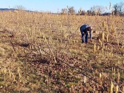 Zasad lješnika Mirka Momića Zasad lješnika Mirka Momića