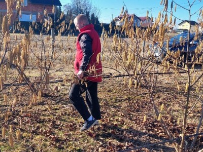 Zasad lješnika Mirka Momića Zasad lješnika Mirka Momića