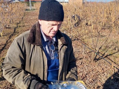 Zasad lješnika Mirka Momića Zasad lješnika Mirka Momića