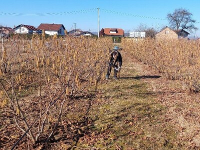 Zasad lješnika Mirka Momića Zasad lješnika Mirka Momića