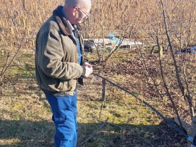 Zasad lješnika Mirka Momića