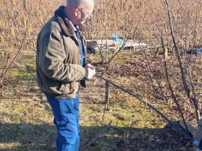 Zasad lješnika Mirka Momića Zasad lješnika Mirka Momića