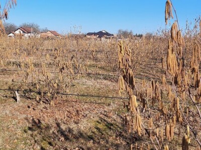 Zasad lješnika Mirka Momića Zasad lješnika Mirka Momića