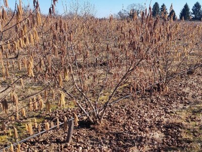 Zasad lješnika Mirka Momića Zasad lješnika Mirka Momića
