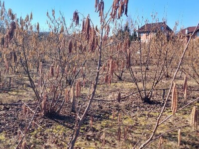 Zasad lješnika Mirka Momića Zasad lješnika Mirka Momića