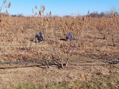 Zasad lješnika Mirka Momića Zasad lješnika Mirka Momića