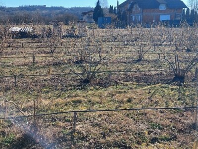 Zasad lješnika Mirka Momića Zasad lješnika Mirka Momića