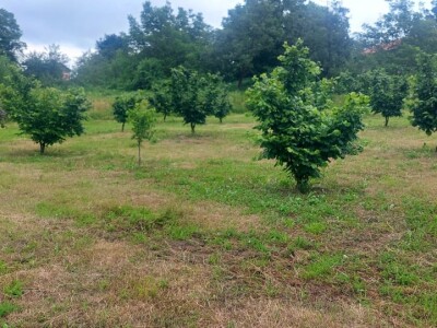 Zasad lješnika u Mrkonjić Gradu