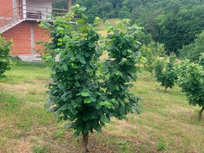 Zasad lješnika u Mrkonjić Gradu