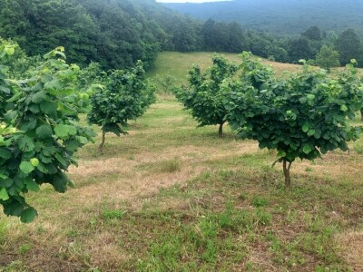 Zasad lješnika u Mrkonjić Gradu