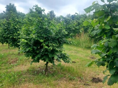 Zasad lješnika u Mrkonjić Gradu