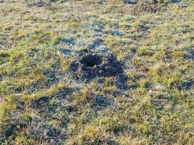 Zasad u Mišinom Hanu