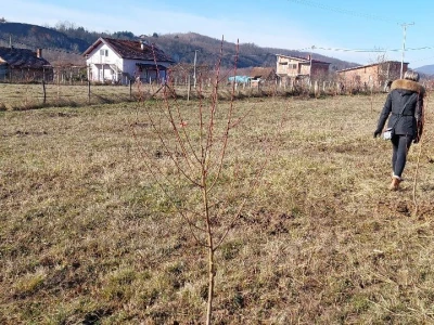 Zasad u Mišinom Hanu