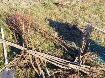 Zasad u Mišinom Hanu Zasad u Mišinom Hanu