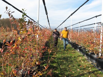 Zasadi borovnice u novembru
