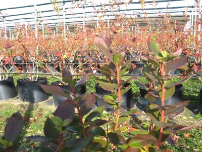 Zasadi borovnice u novembru