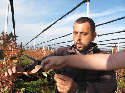 Zasadi borovnice u novembru