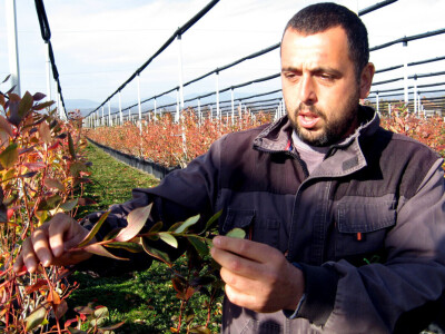 Zasadi borovnice u novembru