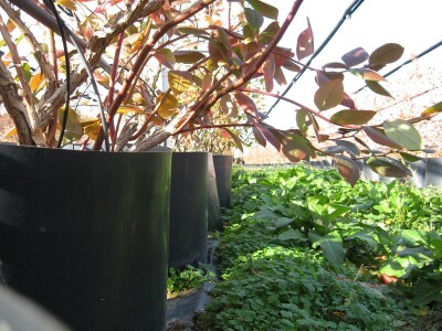 Zasadi borovnice u novembru