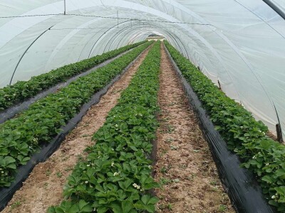 Zasadi jagoda Envera Halilovića u Čeliću