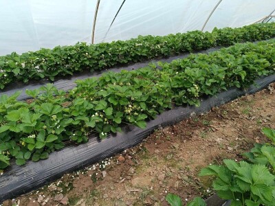 Zasadi jagoda Envera Halilovića u Čeliću