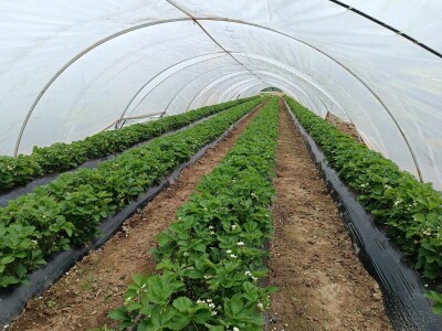 Zasadi jagoda Envera Halilovića u Čeliću