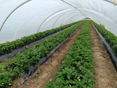 Zasadi jagoda Envera Halilovića u Čeliću