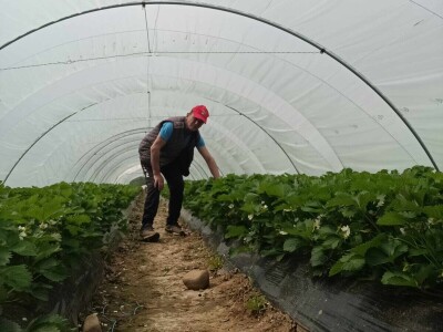 Zasadi jagoda Envera Halilovića u Čeliću