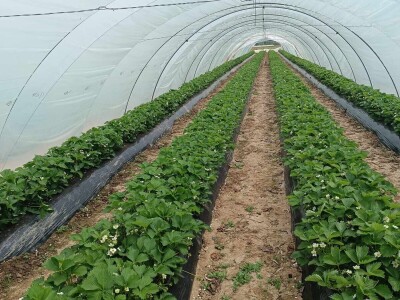 Zasadi jagoda Envera Halilovića u Čeliću