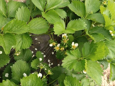 Zasadi jagoda Envera Halilovića u Čeliću