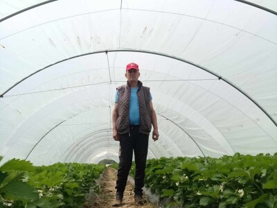 Zasadi jagoda Envera Halilovića u Čeliću