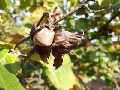 Zasadi lešnika sve brojniji u niškom kraju