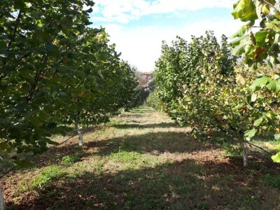 Zasadi lešnika sve brojniji u niškom kraju